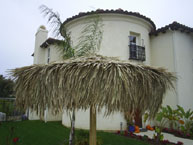 Palm Palapa